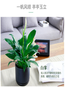 探秘宁波江北植物租摆价格，你意想不到的实惠！><div class=